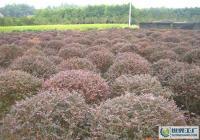 孝感周巷 優質紅繼木規格齊全，滿足多樣化綠化需求