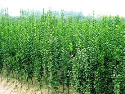 供應優質苗木與草花，青州振華苗木基地為您提供多樣化選擇