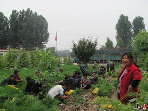 綠化苗木市場概覽 營養袋側柏作為喬木的選擇與報價分析