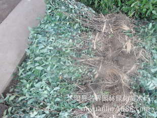 名界園林廠家常年供應(yīng)灌木繡線菊——高品質(zhì)苗木，專業(yè)指導(dǎo)價盡在農(nóng)苗網(wǎng)