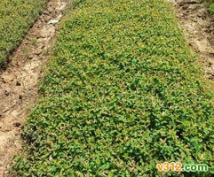 綠化苗木大量供應(yīng)指南