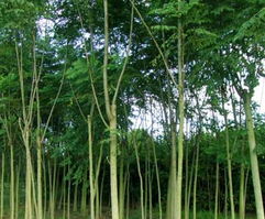 沭陽(yáng)苗木產(chǎn)業(yè)新星 新河鎮(zhèn)飛翔苗木園藝場(chǎng)的綠色發(fā)展與經(jīng)營(yíng)之道