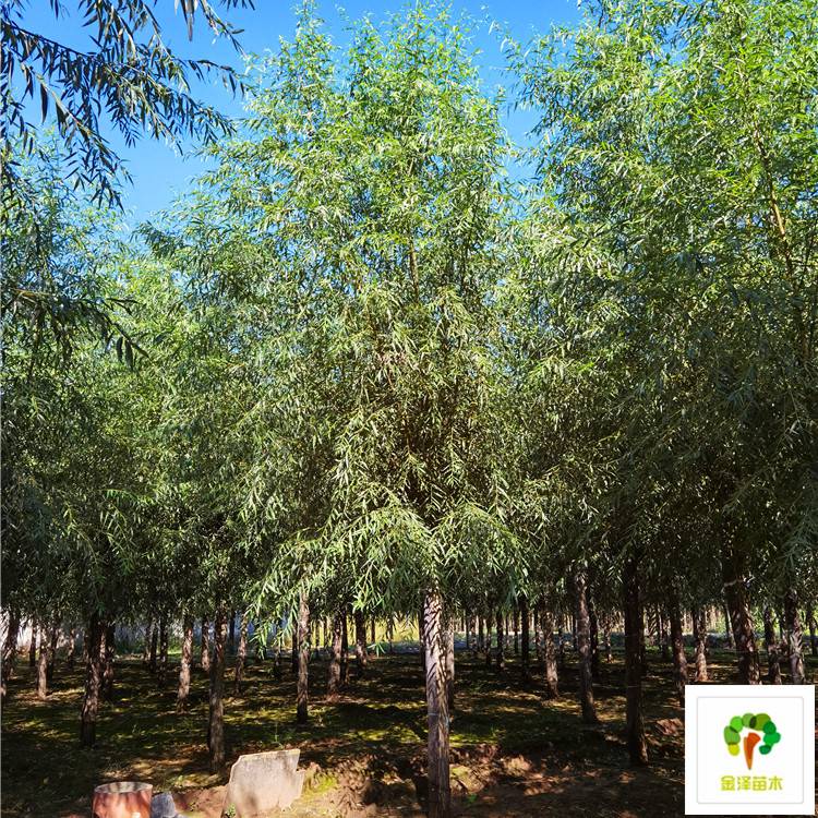 河北旱柳基地 博野縣金澤苗圃場(chǎng)的生態(tài)守護(hù)者