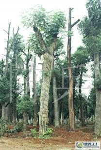 湖南苗木產(chǎn)業(yè)中的璀璨明珠——香樟樹(shù)的移栽技術(shù)與25公分香樟市場(chǎng)前景